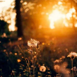Natural Light Photography: Outdoor & Indoor Techniques